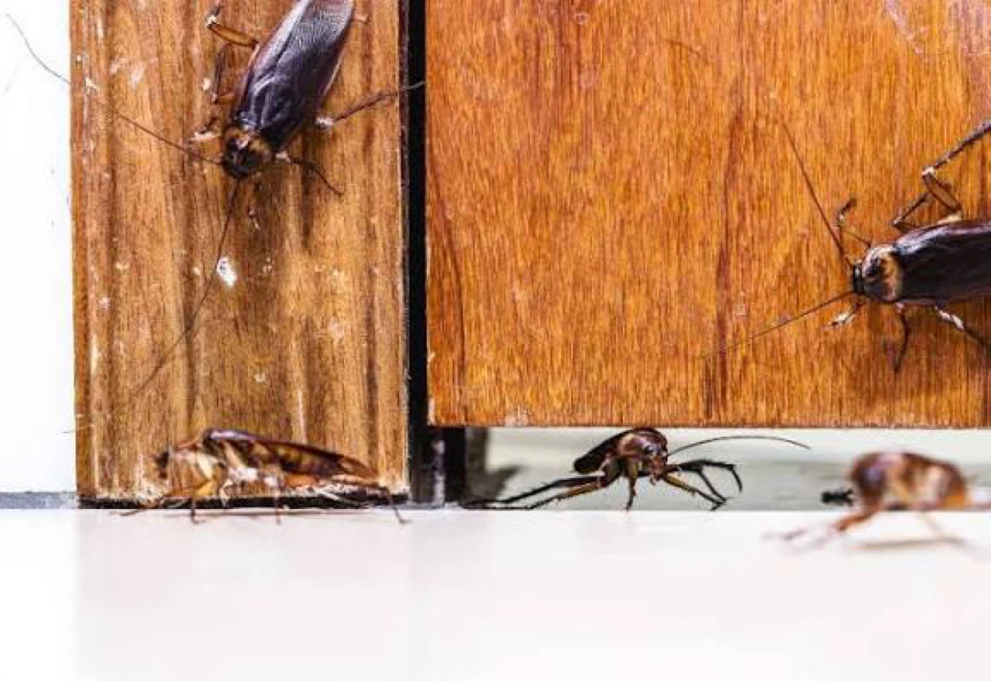 Cockroach & Mouse Extermination