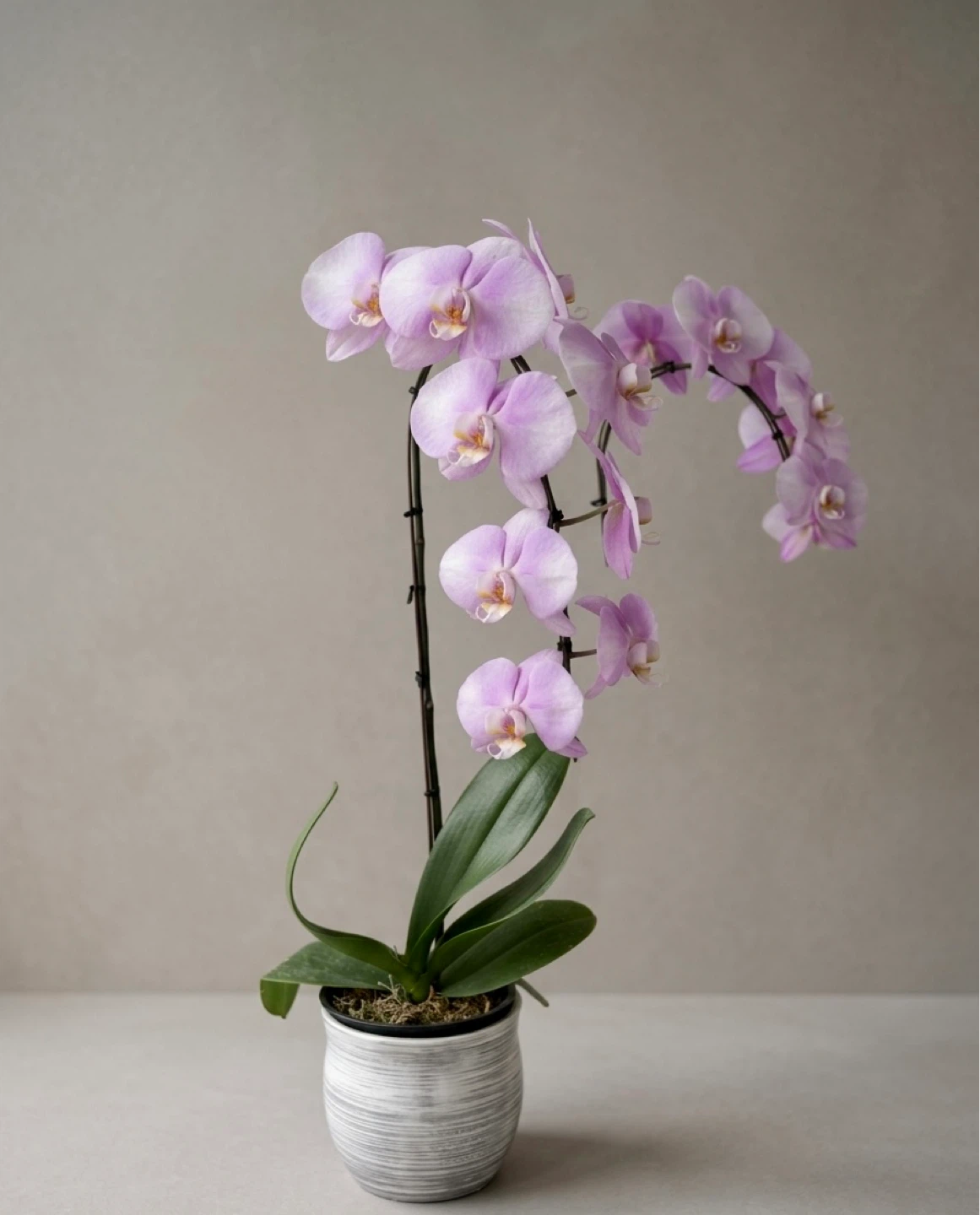 Purple Orchid Plant