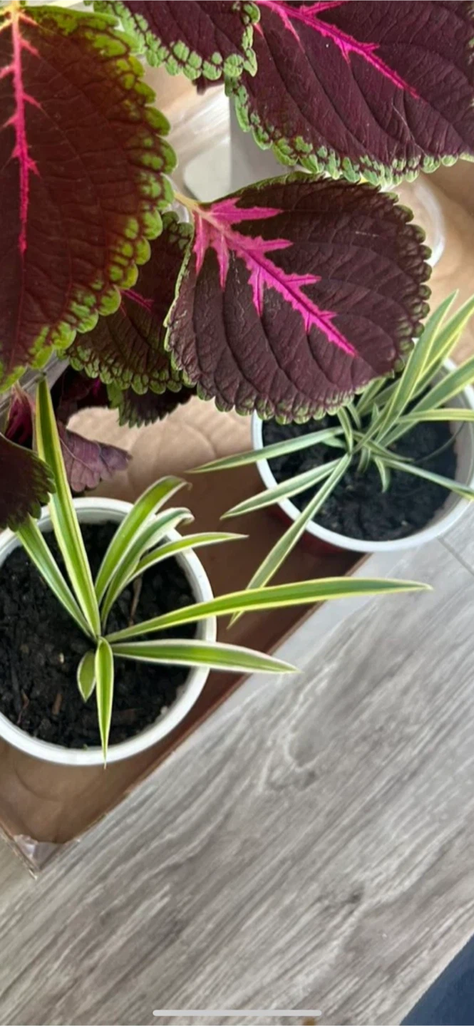 Spider Plants (make an offer) - photo 3