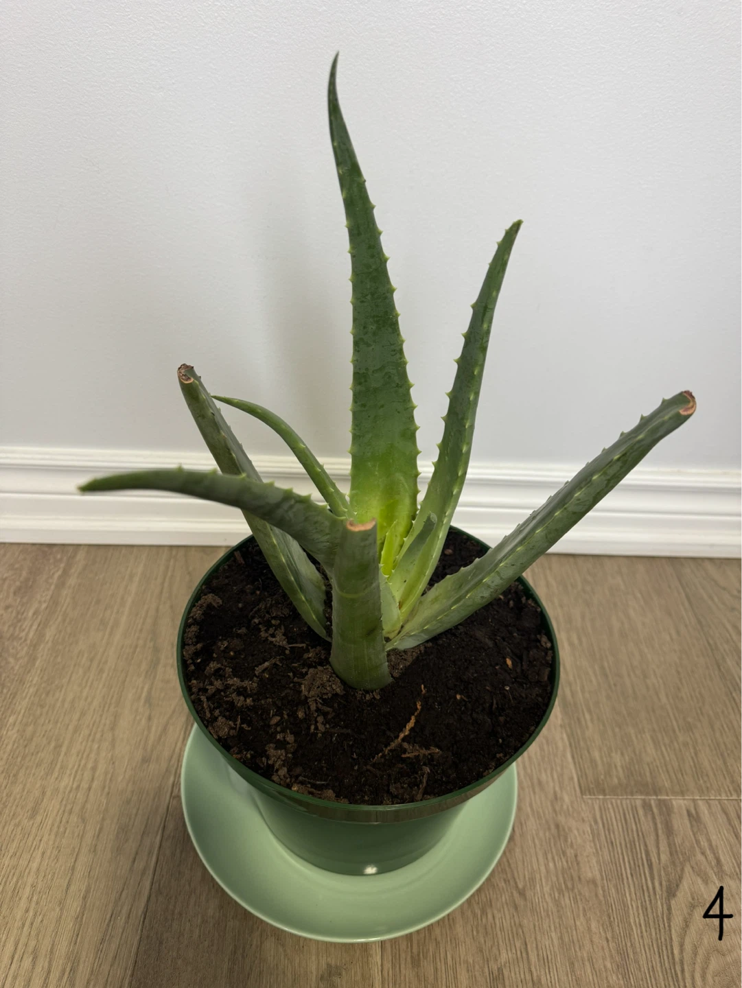 🌿 Healthy Large Aloe Vera  10” Pot Plant 🌿