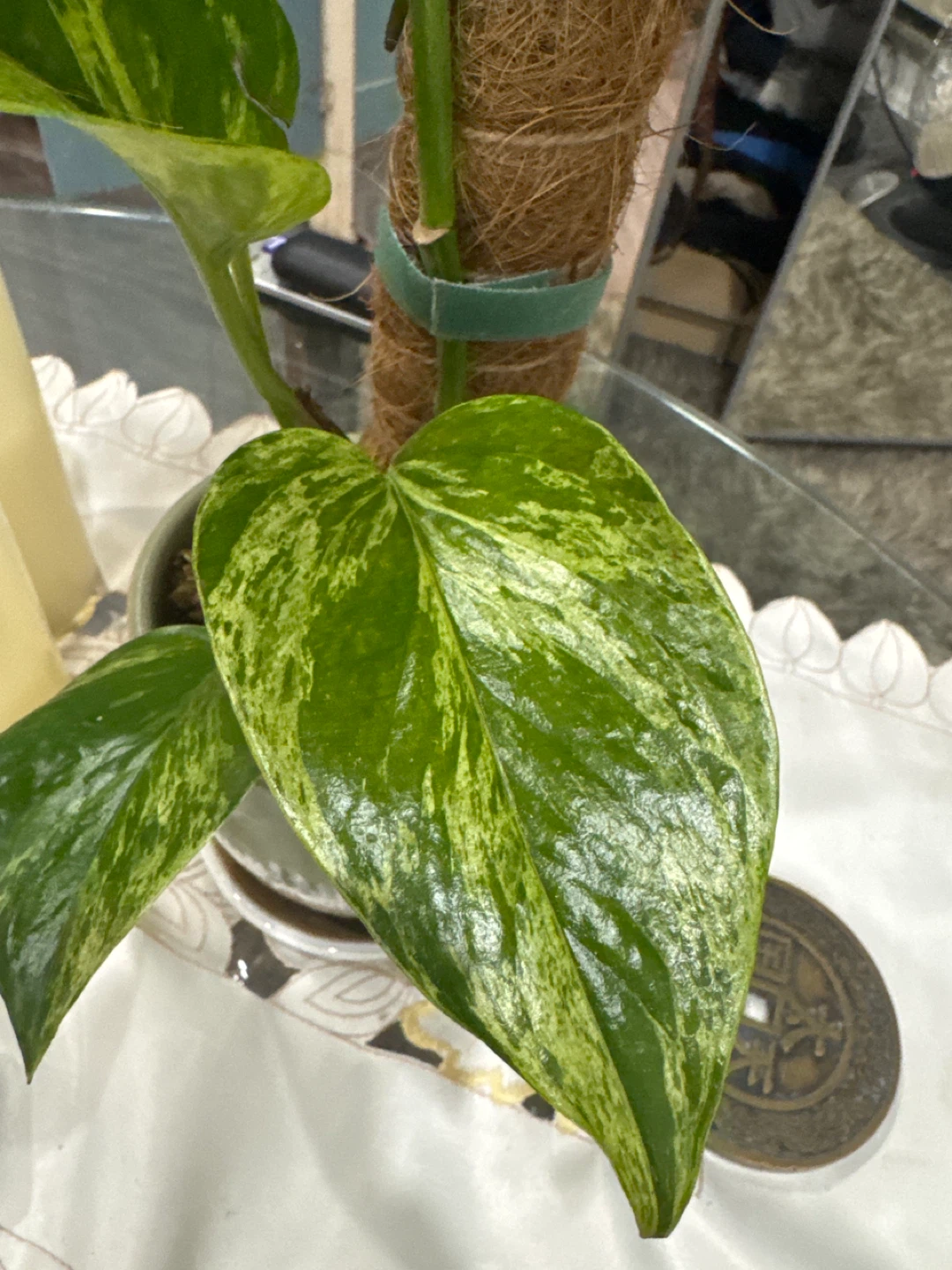 Pothos Plant with Moss Pole - photo 3