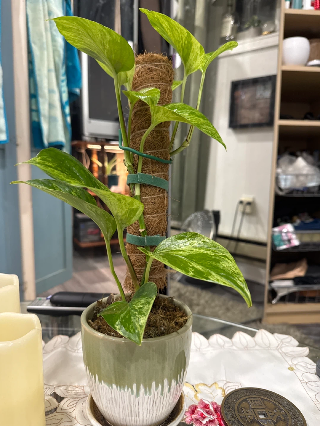 Pothos Plant with Moss Pole - photo 2