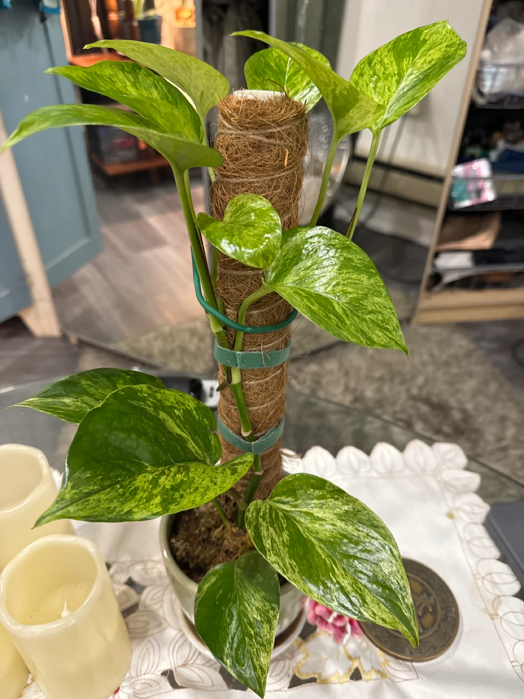 Pothos Plant with Moss Pole