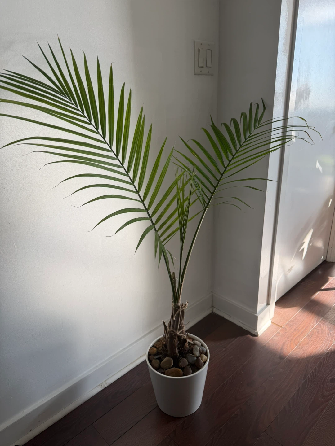 Palm tree