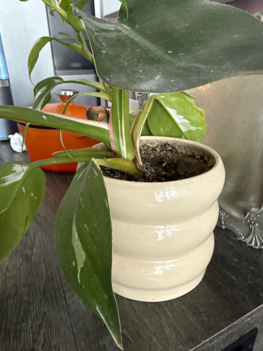 Philodendron White Princess Plant with Pot - photo 2