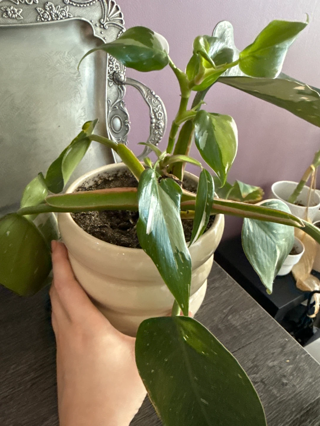 Philodendron White Princess Plant with Pot - photo 3