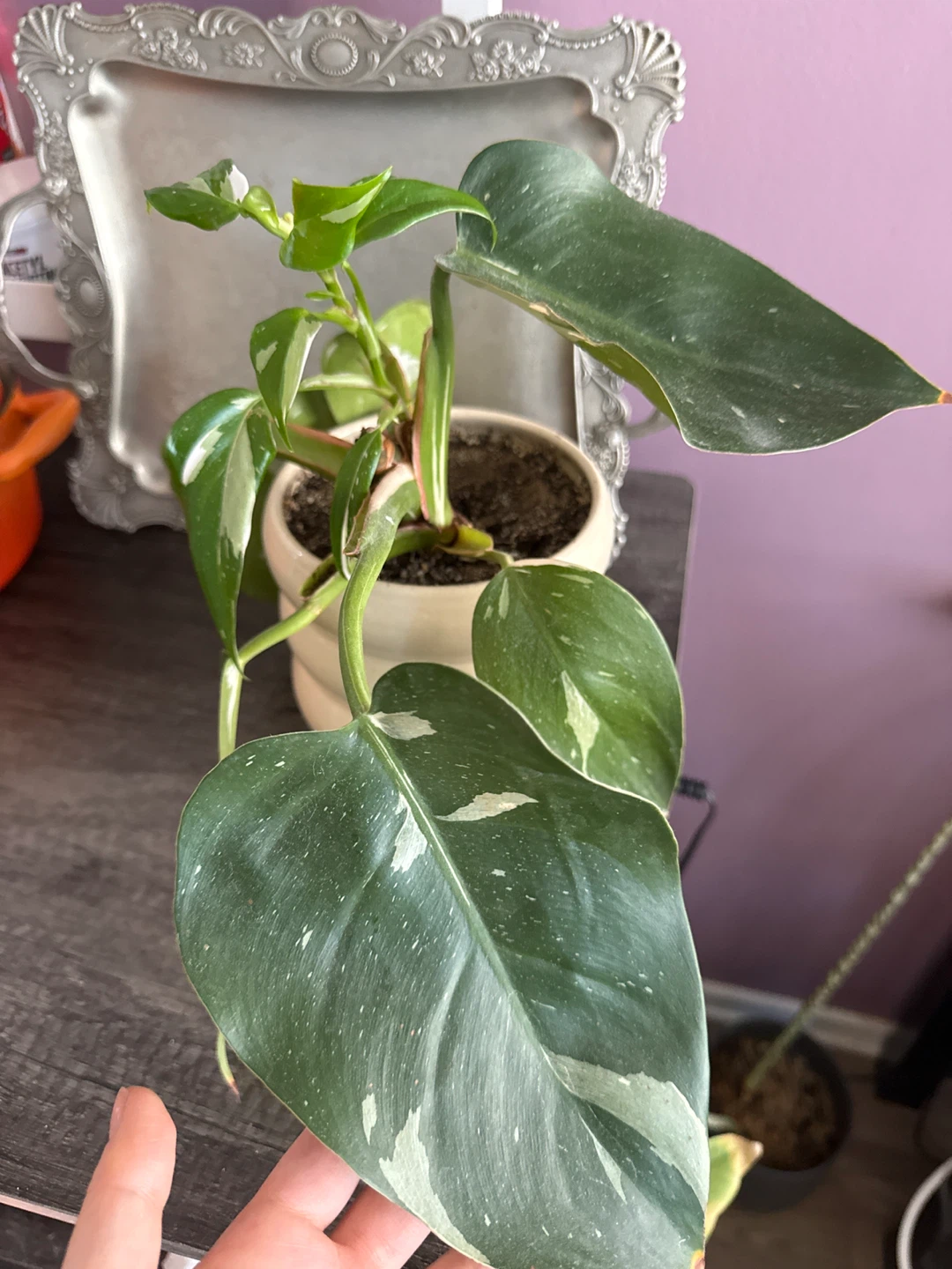 Philodendron White Princess Plant with Pot