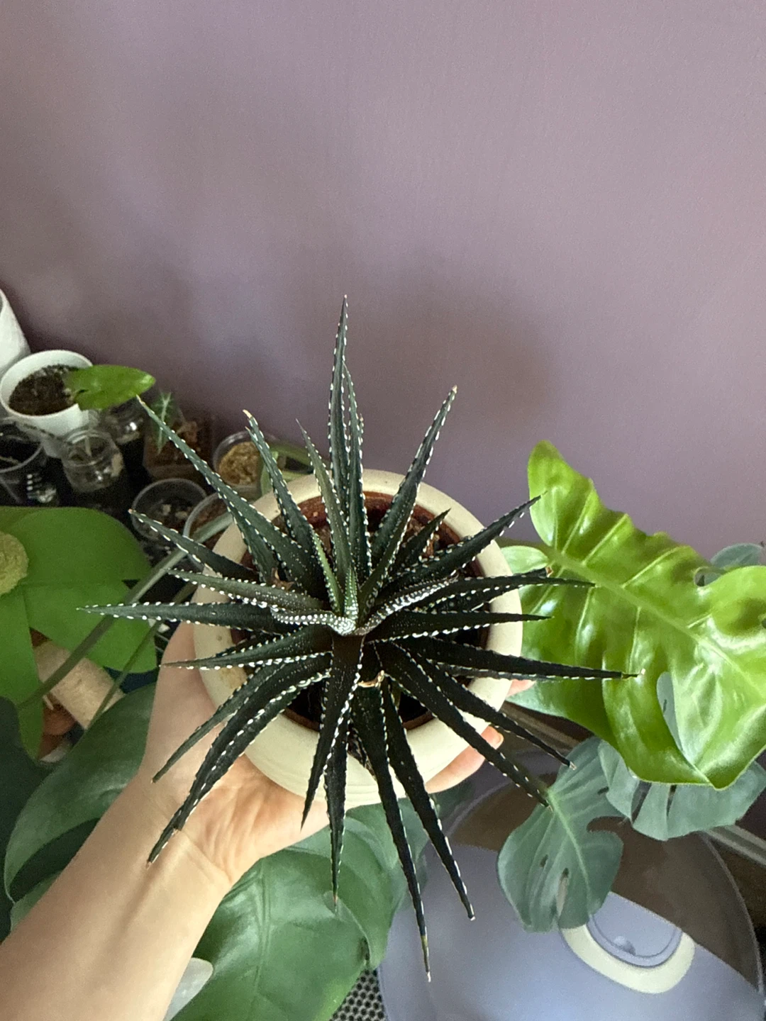 Succulent Plant in Cream Pot - photo 2