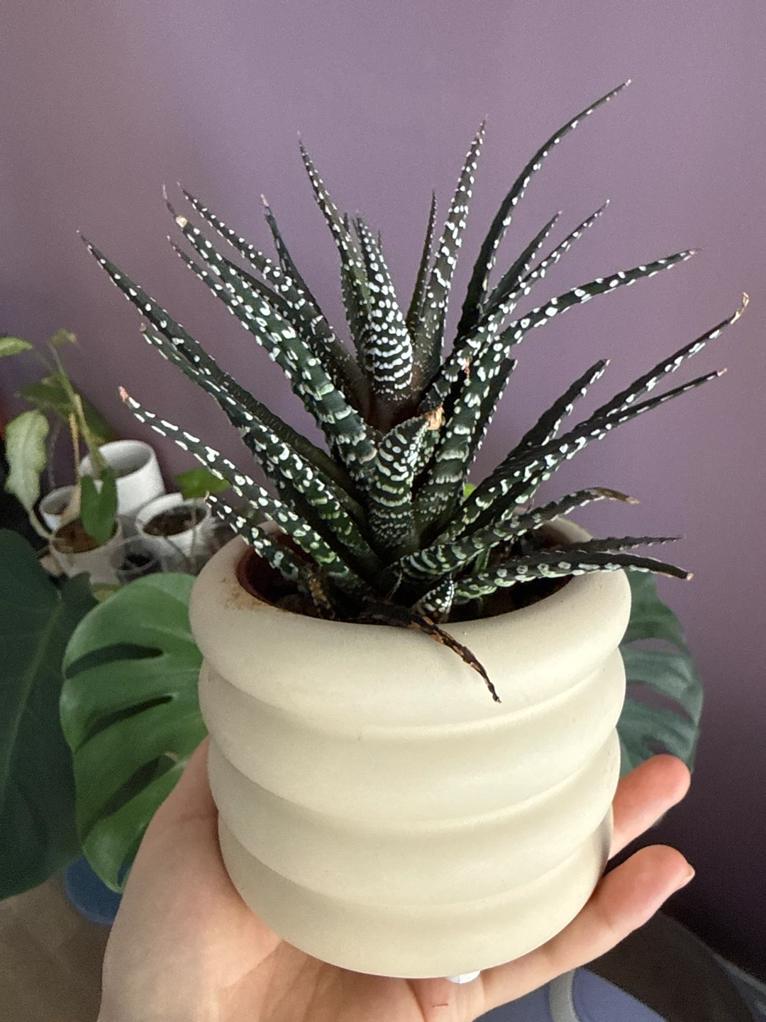 Succulent Plant in Cream Pot
