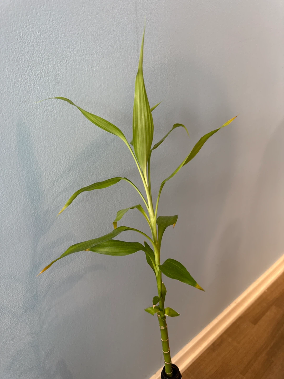 Lucky Bamboo Plant in Wine Bottle - photo 2
