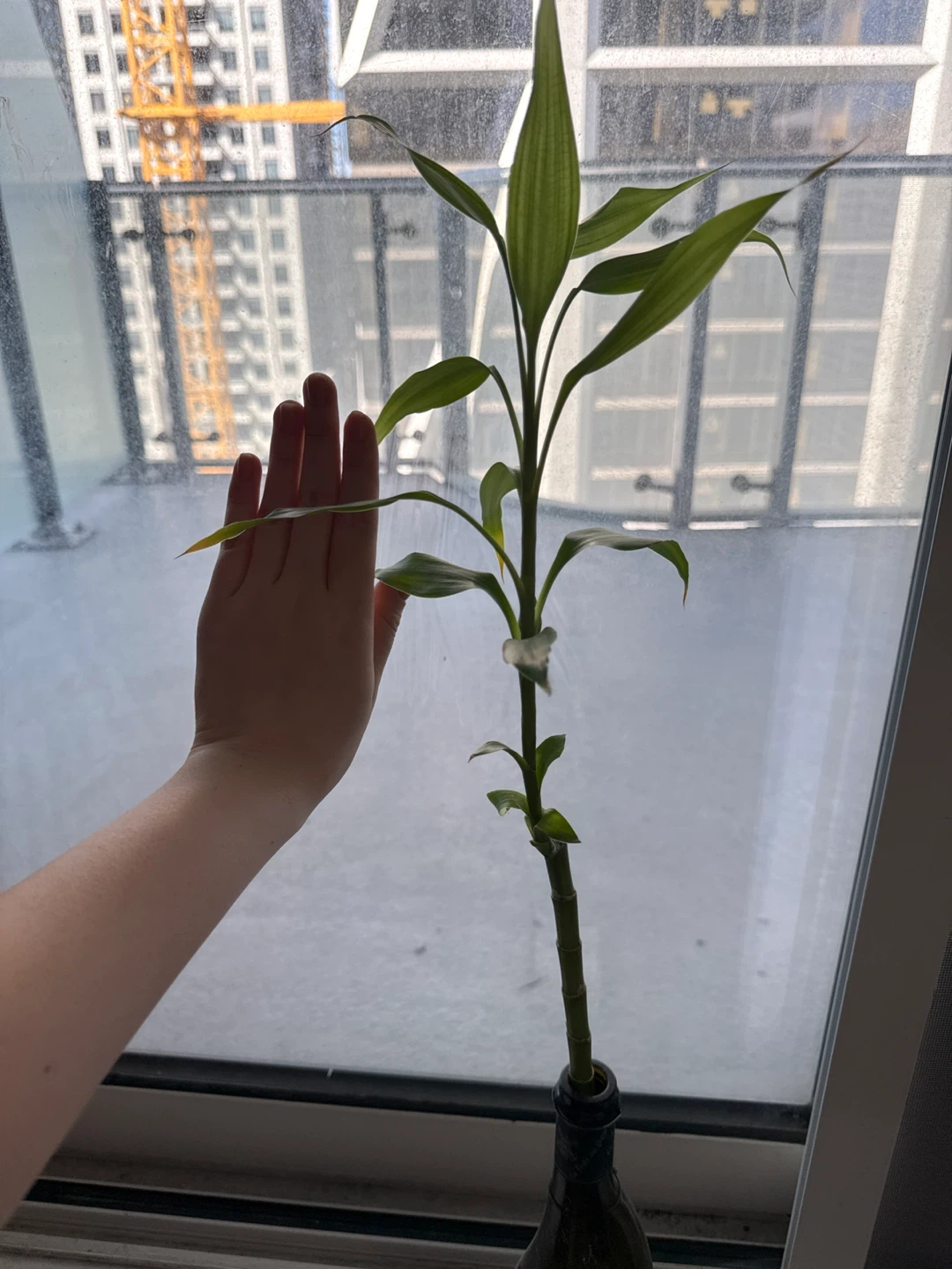 Lucky Bamboo Plant in Wine Bottle - photo 4