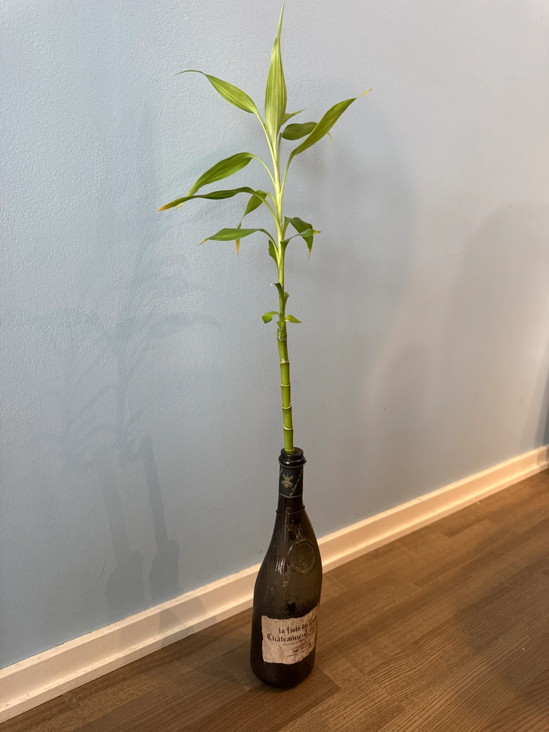 Lucky Bamboo Plant in Wine Bottle