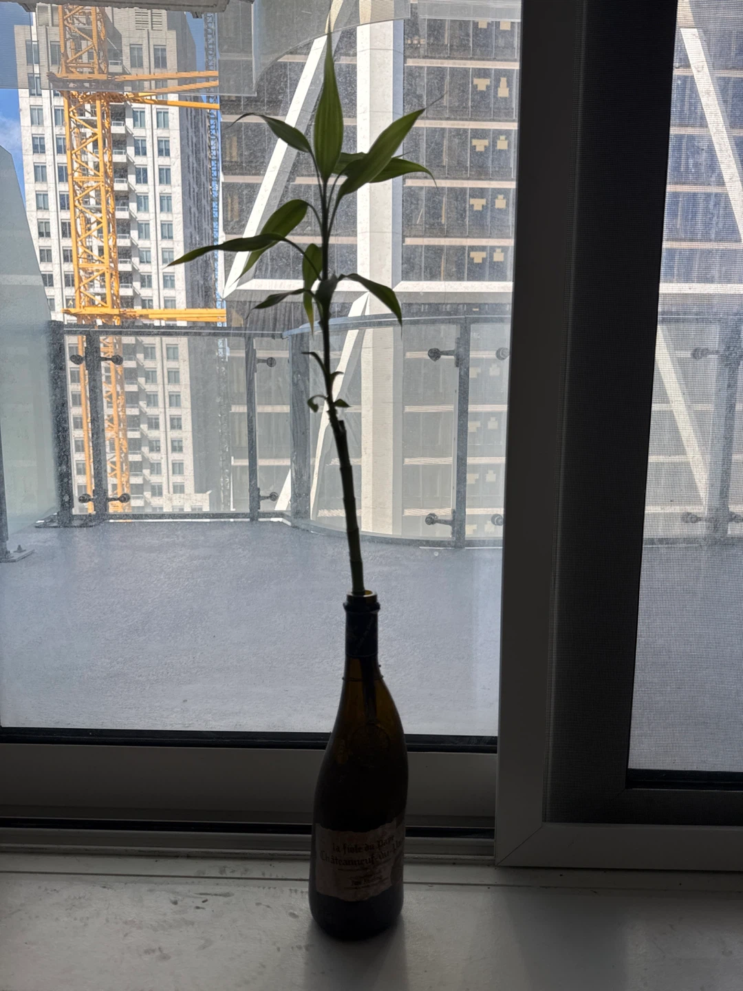 Lucky Bamboo Plant in Wine Bottle - photo 3