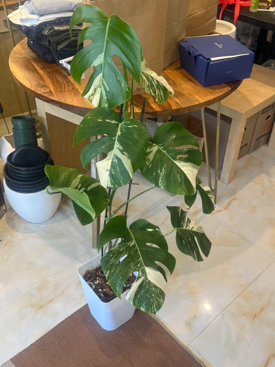 Variegated Monstera Albo Plant 4FT tall - photo 3