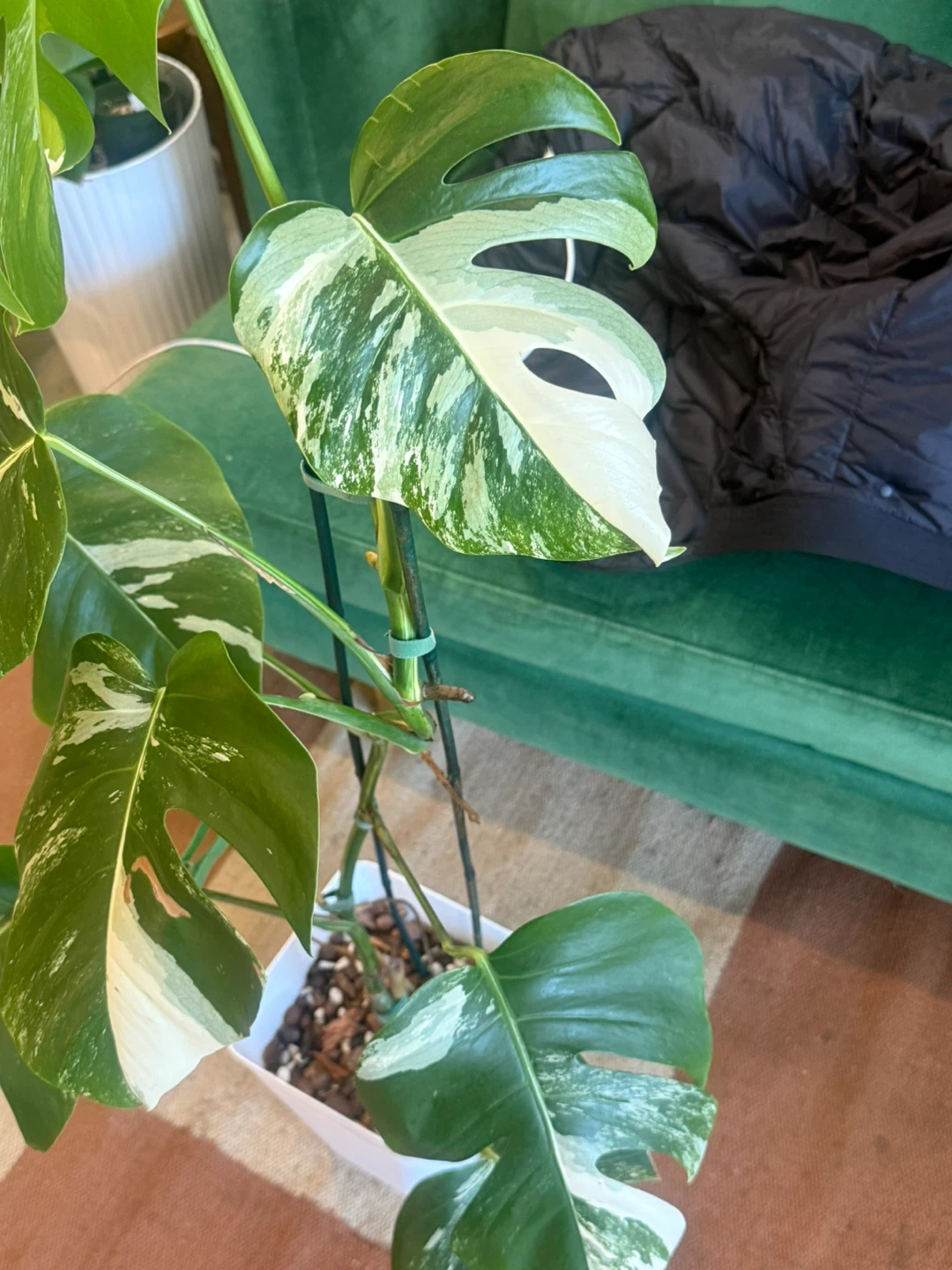 Variegated Monstera Albo Plant 4FT tall - photo 5
