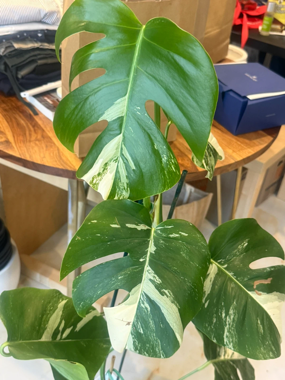 Variegated Monstera Albo Plant 4FT tall - photo 4