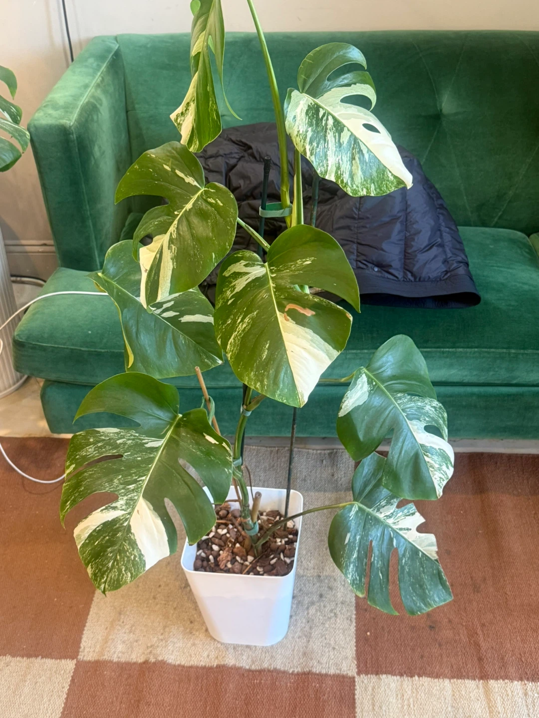 Variegated Monstera Albo Plant 4FT tall - photo 2
