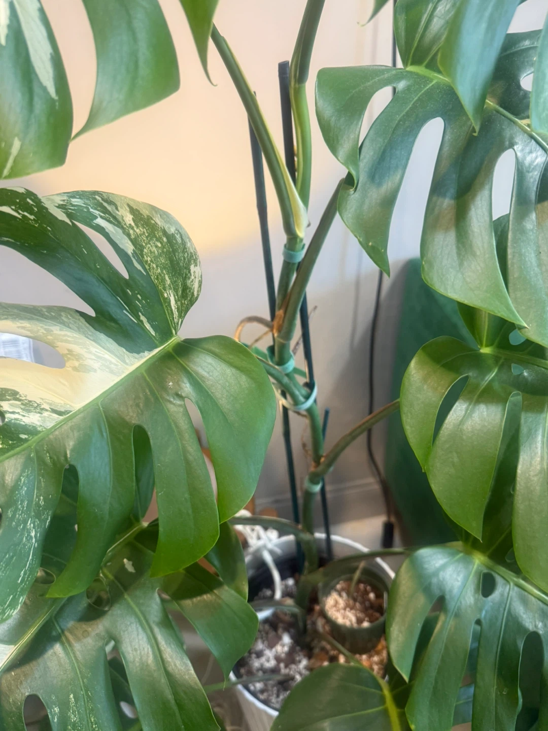 very large 57” tall Monstera Albo Variegata Plant - photo 5