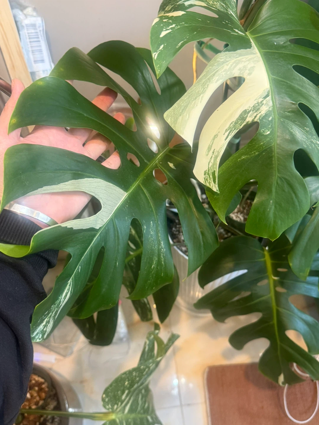 very large 57” tall Monstera Albo Variegata Plant - photo 4