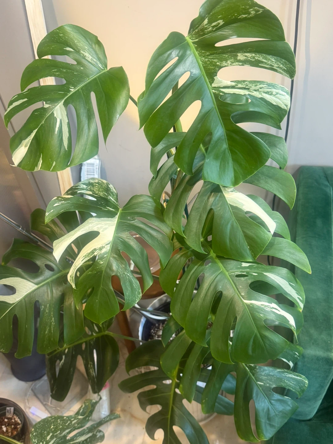 very large 57” tall Monstera Albo Variegata Plant - photo 3