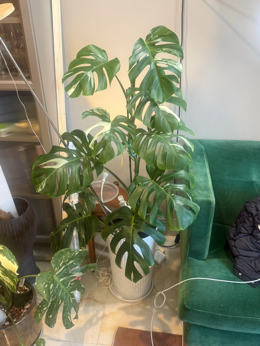 very large 57” tall Monstera Albo Variegata Plant