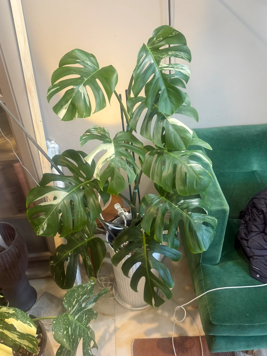 very large 57” tall Monstera Albo Variegata Plant - photo 2