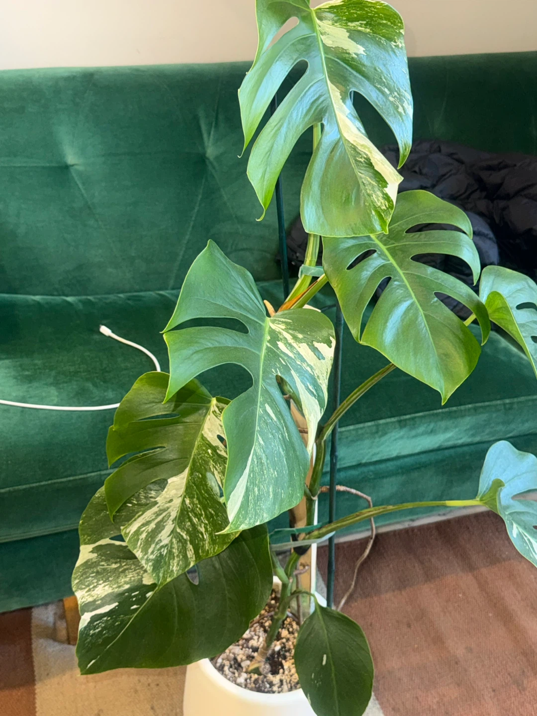 3.5 FT Variegated Monstera Albo Plant - photo 4