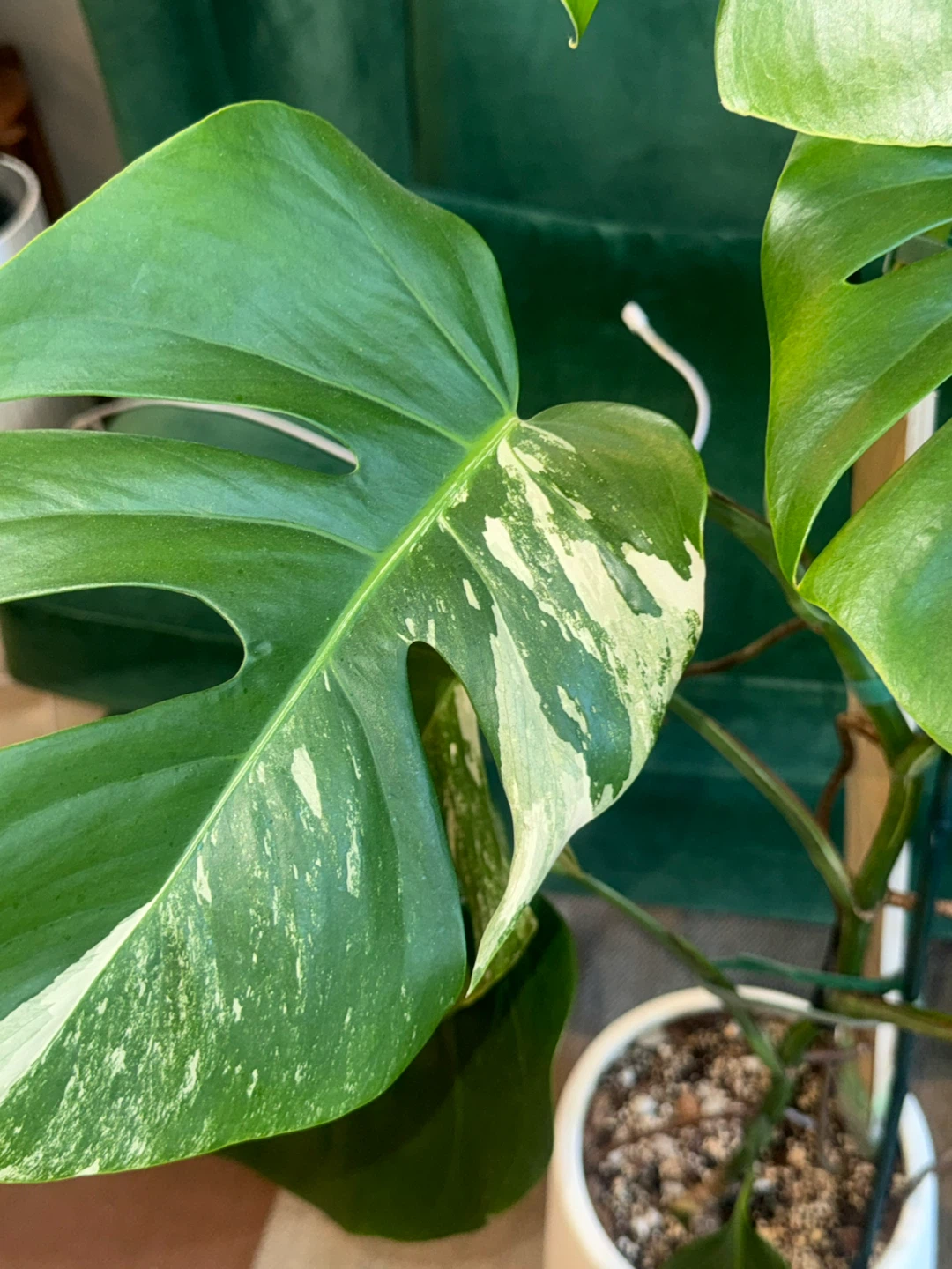 3.5 FT Variegated Monstera Albo Plant - photo 5