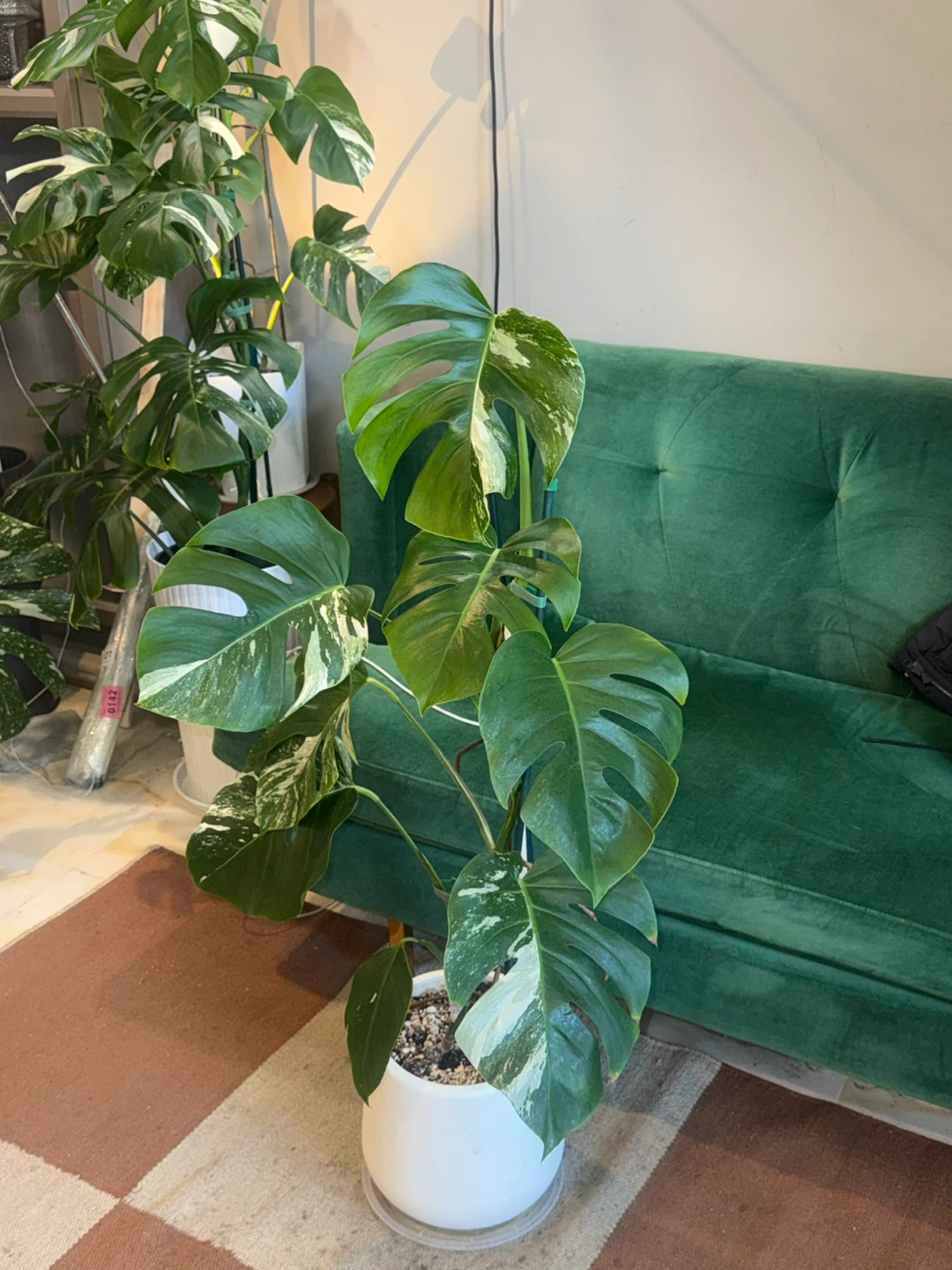 3.5 FT Variegated Monstera Albo Plant - photo 2