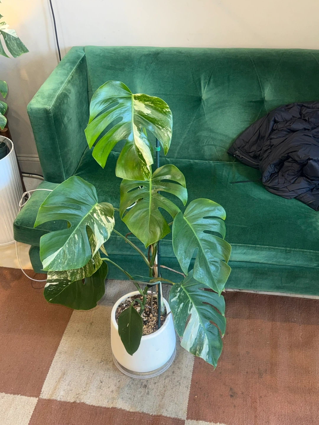 3.5 FT Variegated Monstera Albo Plant - photo 3