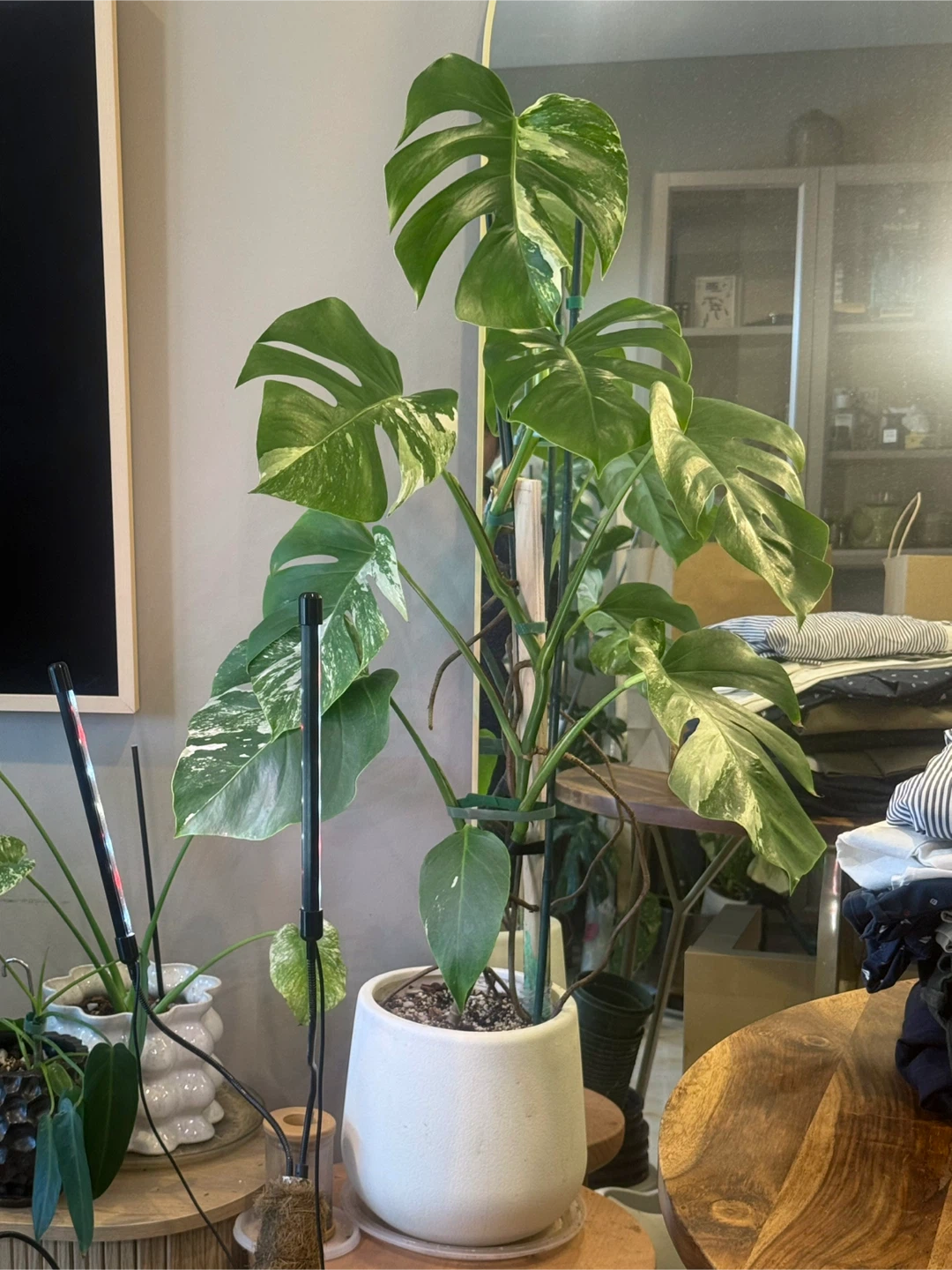 3.5 FT Variegated Monstera Albo Plant