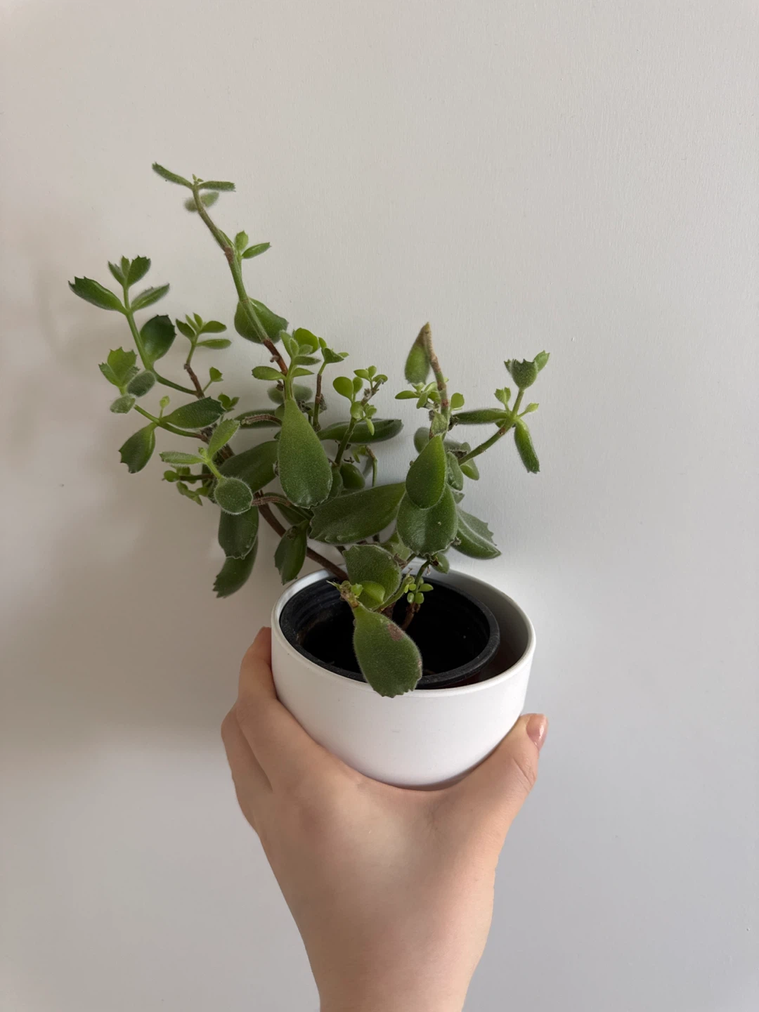 Kalanchoe tomentosa (Panda Plant) in white pot - photo 3