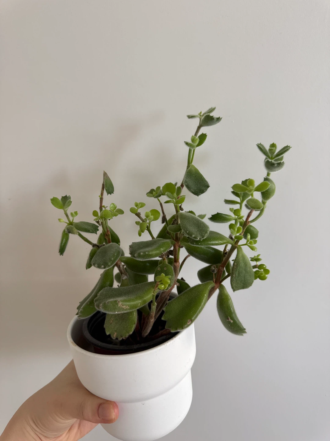 Kalanchoe tomentosa (Panda Plant) in white pot
