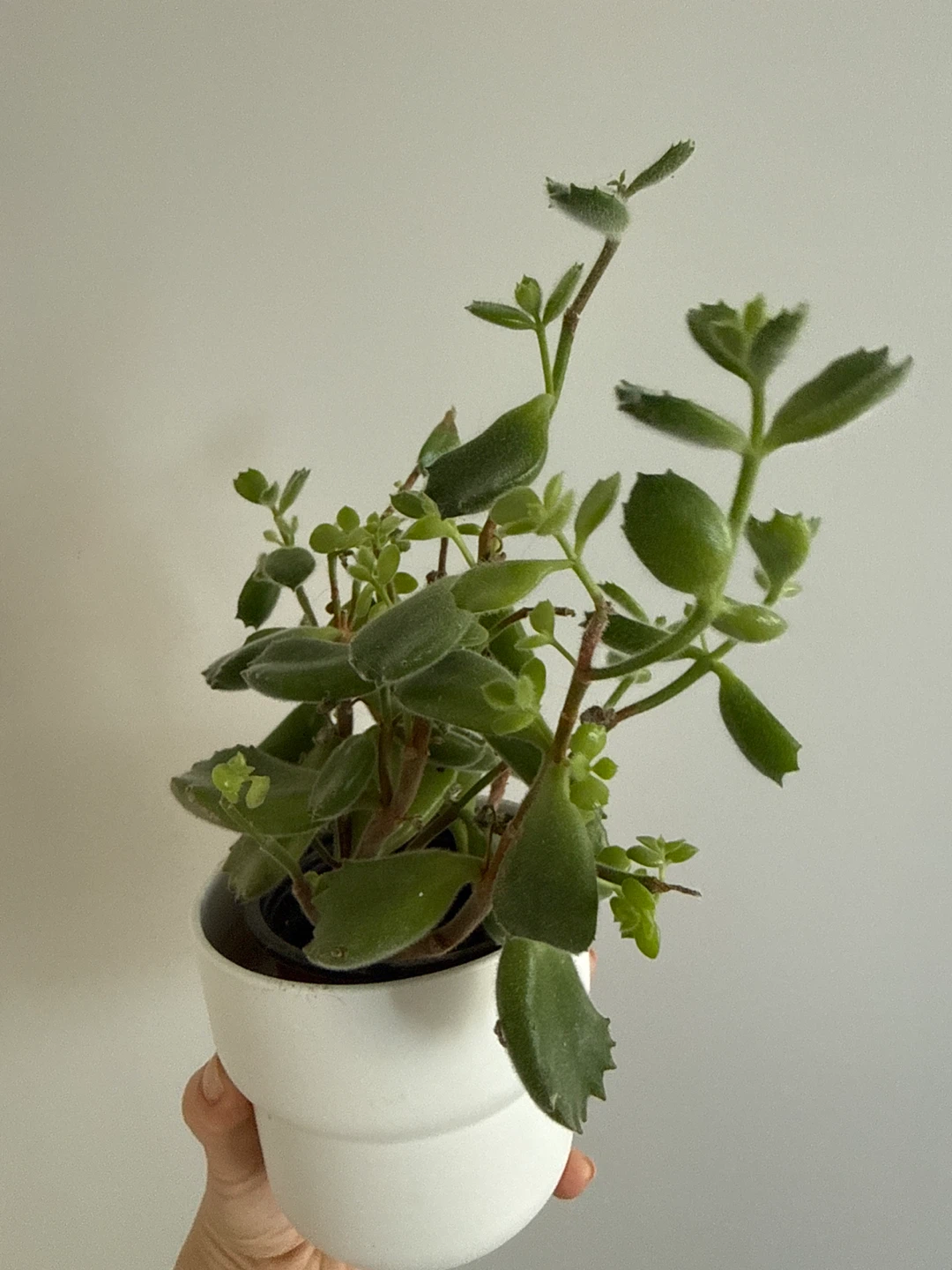 Kalanchoe tomentosa (Panda Plant) in white pot - photo 2