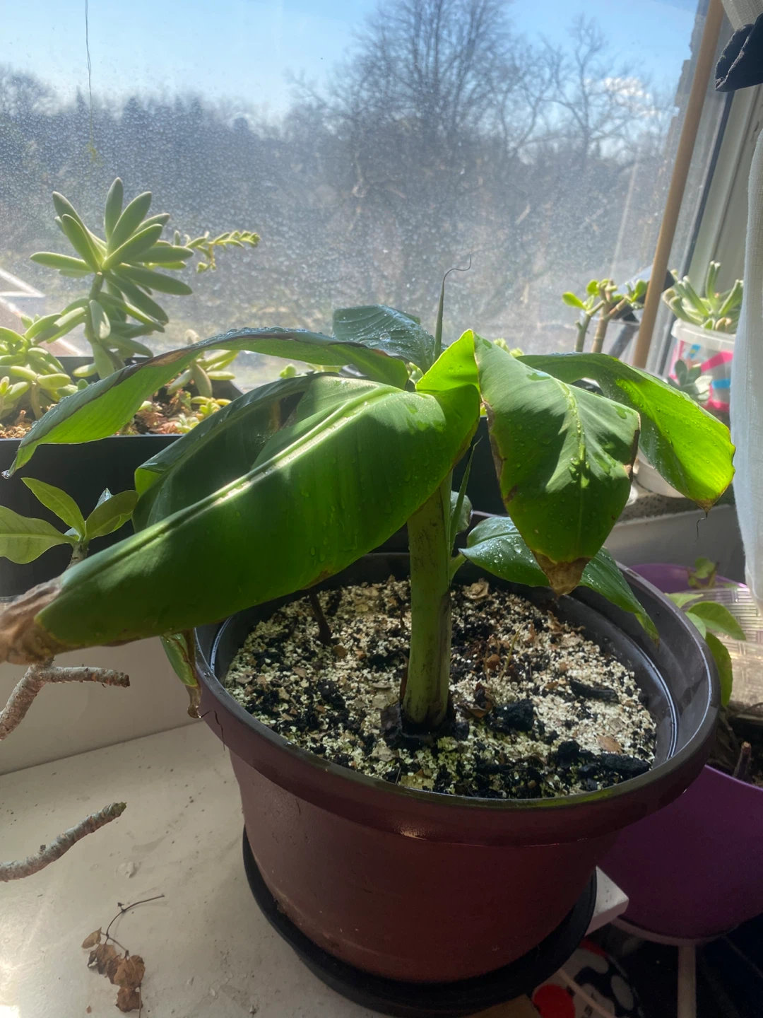 Banana Plant - photo 3
