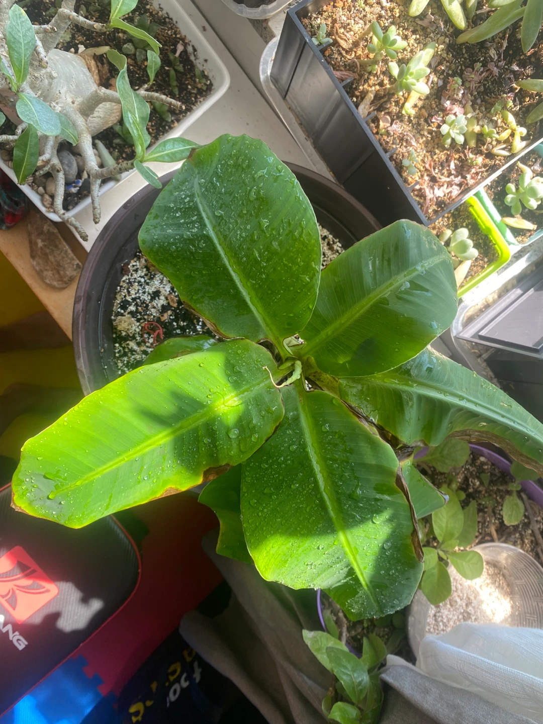 Banana Plant - photo 5