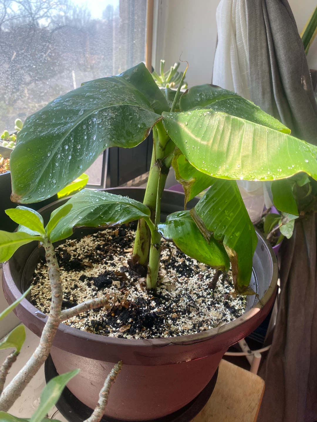 Banana Plant - photo 4