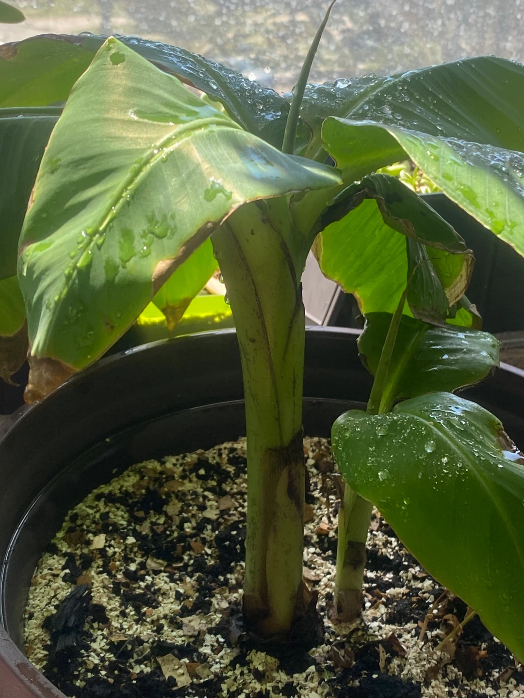 Banana Plant