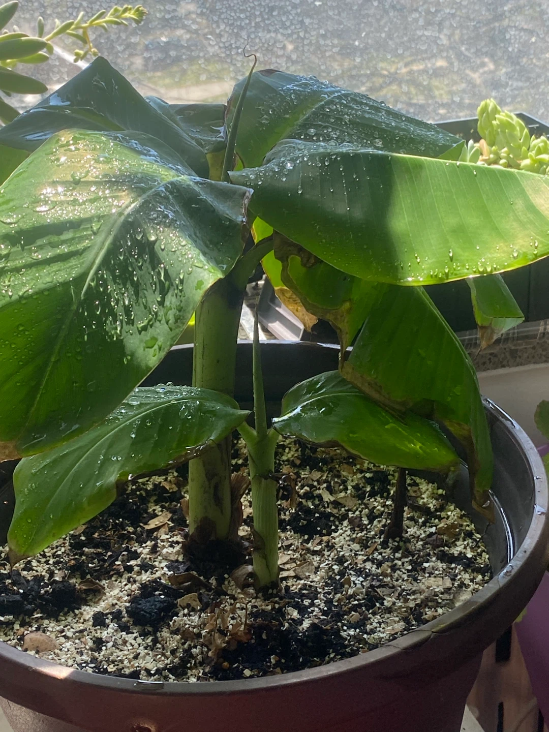 Banana Plant - photo 2