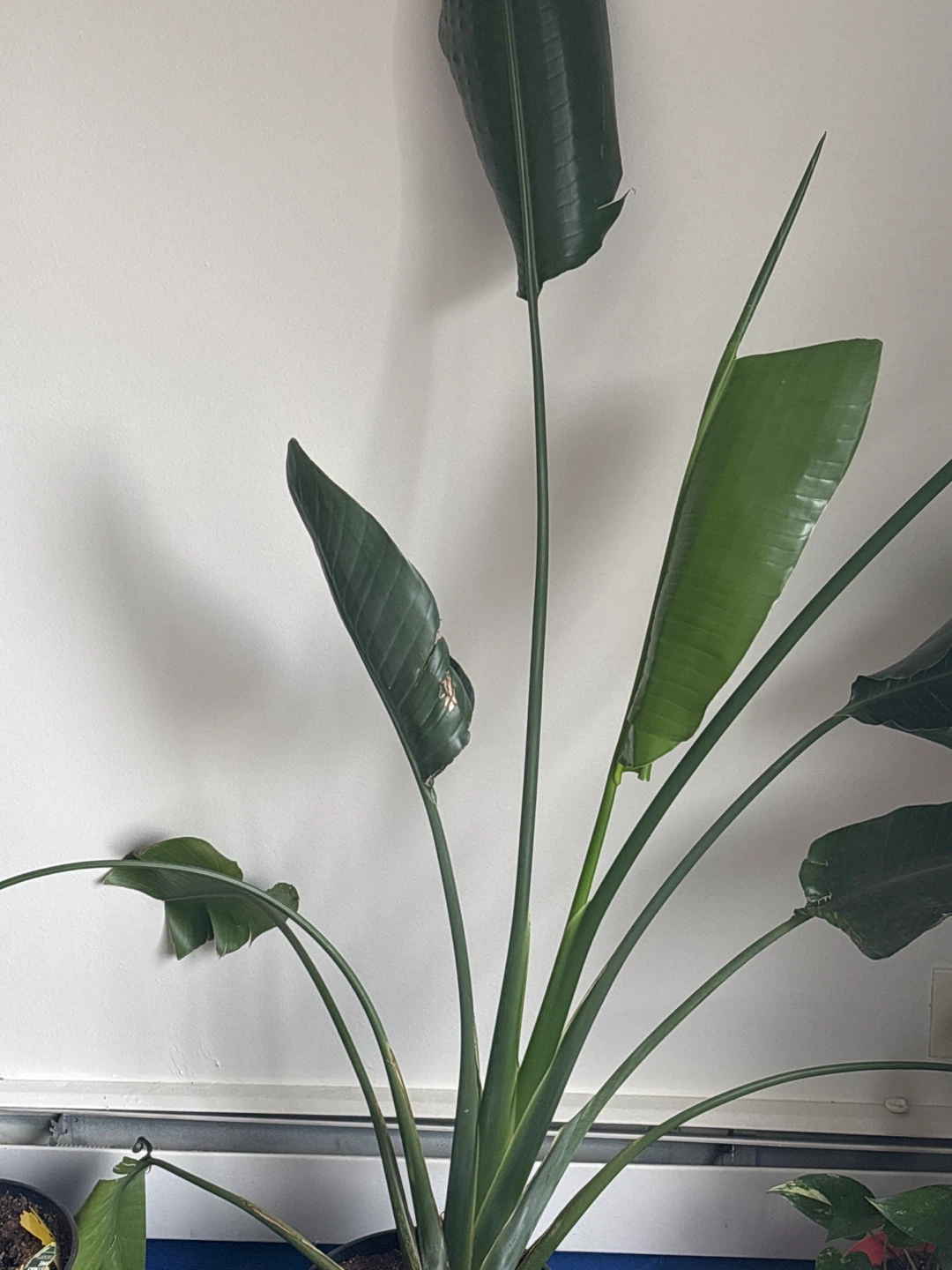 Bird of Paradise Plant - photo 2