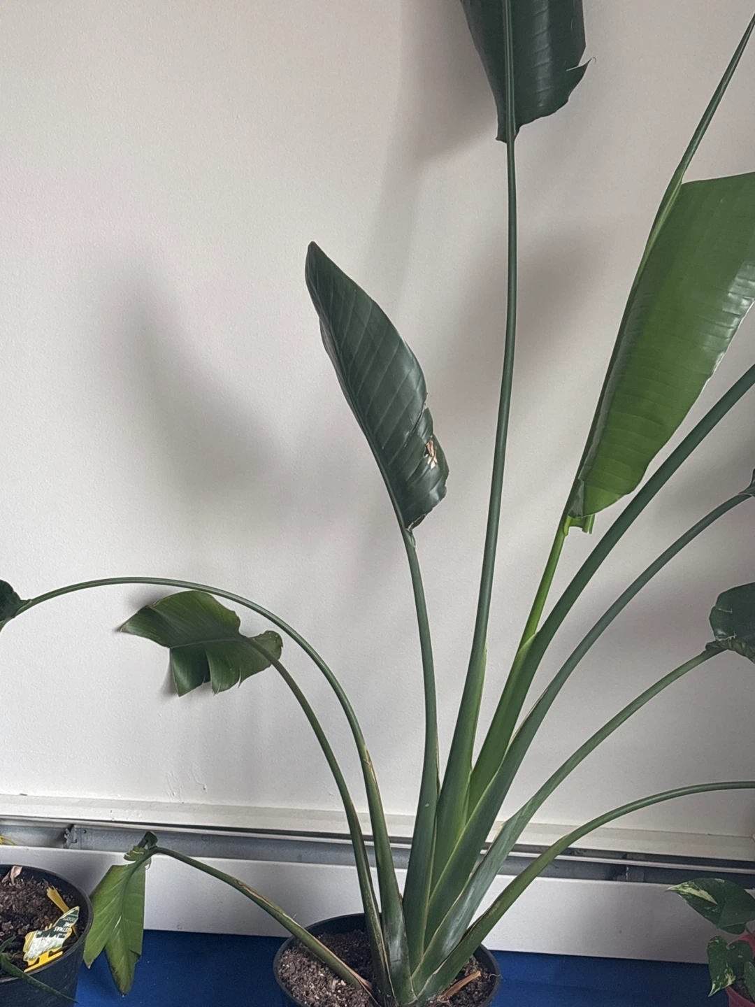 Bird of Paradise Plant - photo 3