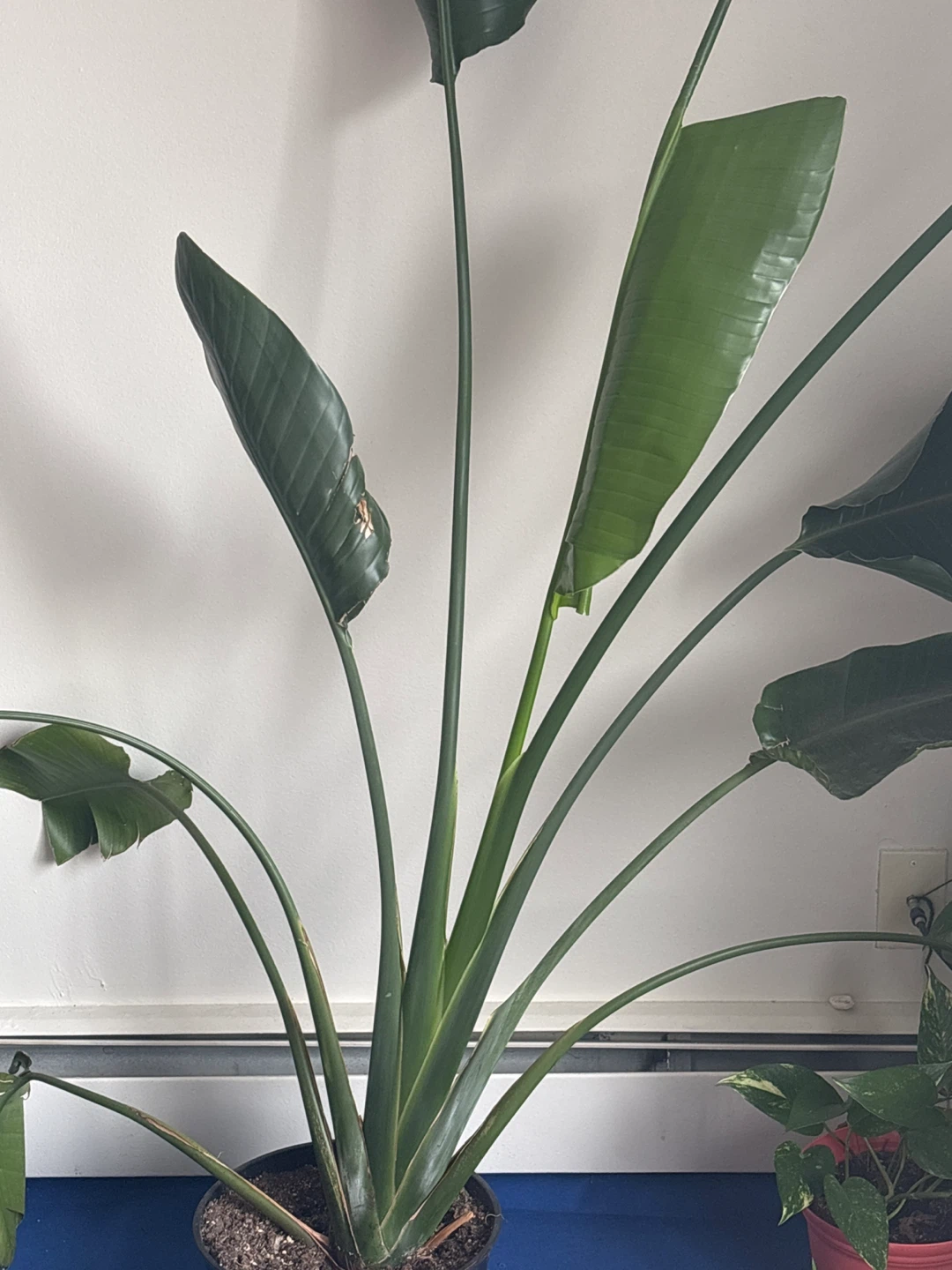 Bird of Paradise Plant