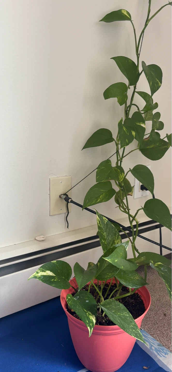 Pothos Vine Plant - photo 4
