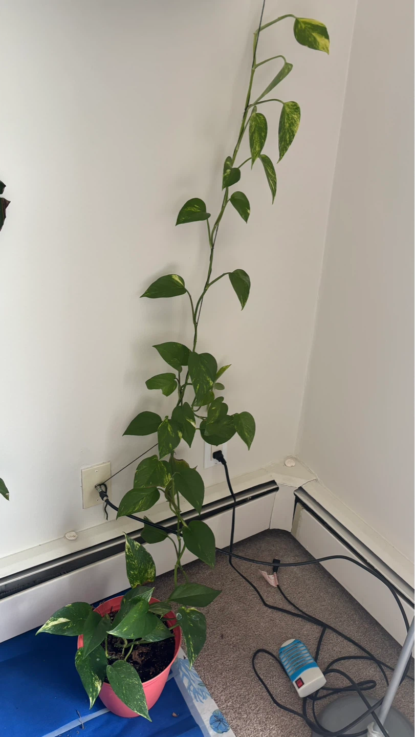 Pothos Vine Plant - photo 5