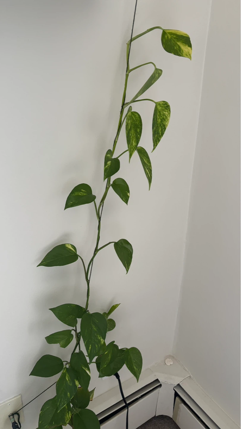 Pothos Vine Plant - photo 3