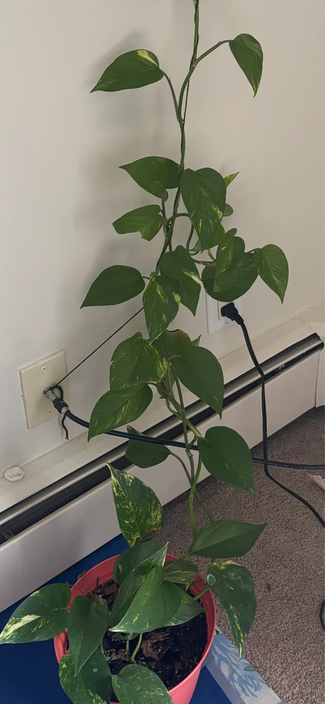 Pothos Vine Plant - photo 2