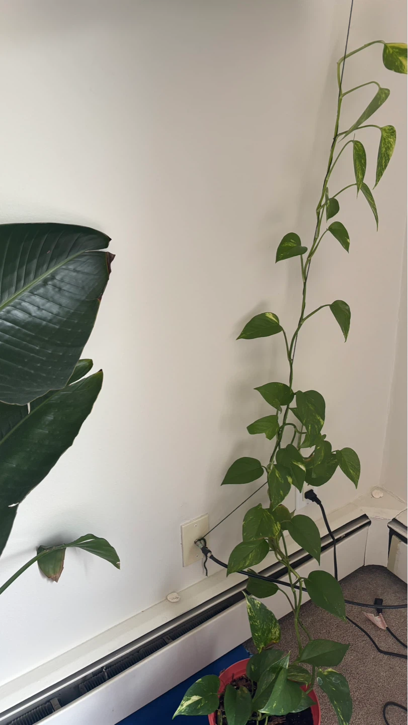 Pothos Vine Plant