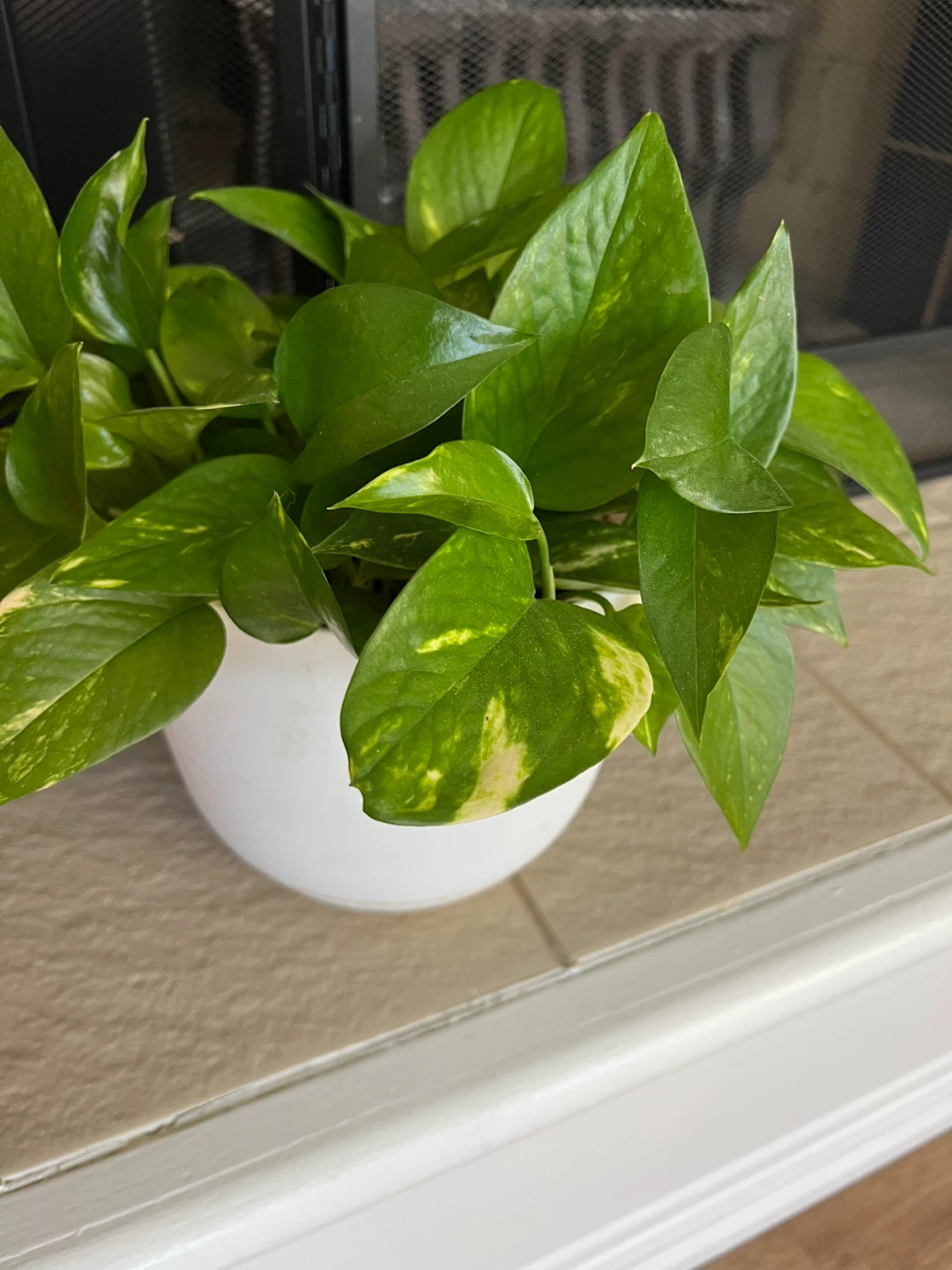 Pothos Plants in Red and White Pots - photo 2