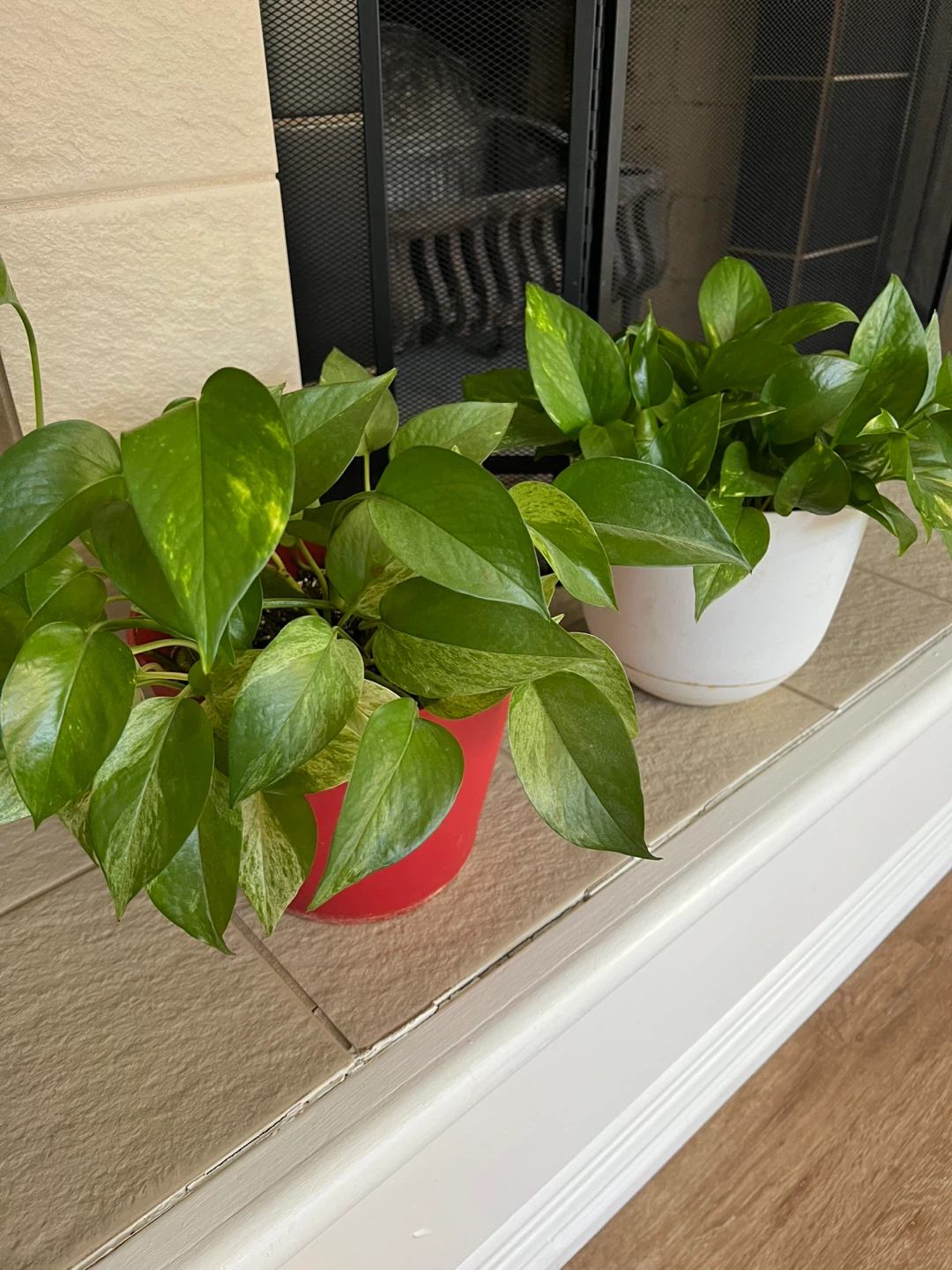 Pothos Plants in Red and White Pots