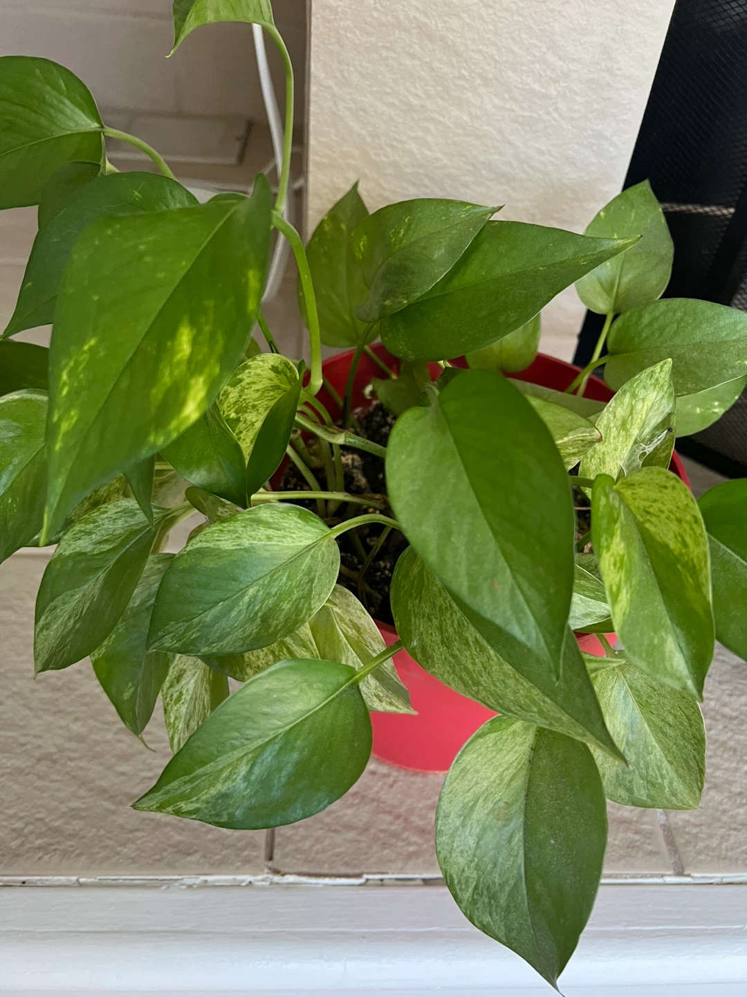 Pothos Plants in Red and White Pots - photo 3